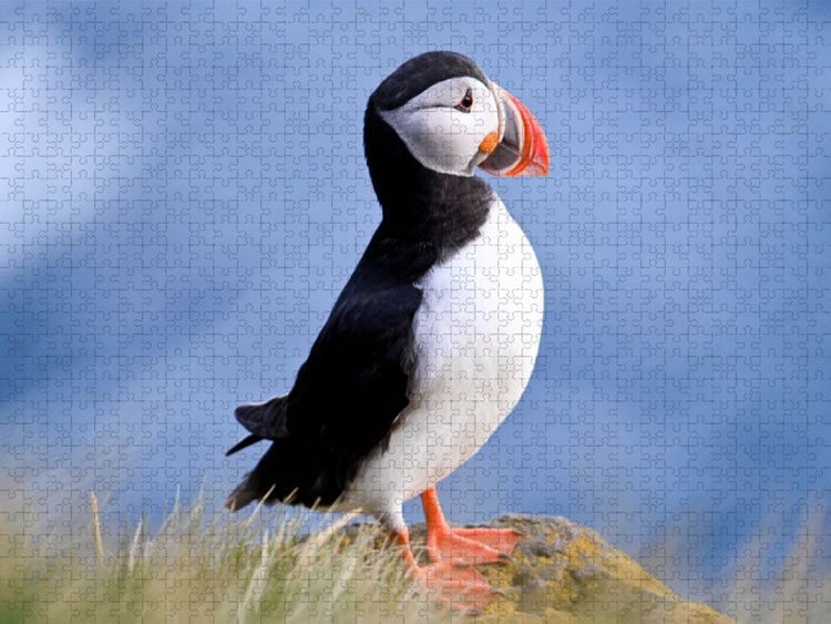 Produktbild: CALVENDO Puzzle K&ouml;nig der Puffins | 2000 Teile Lege-Gr&ouml;&szlig;e 90x67cm Foto-Puzzle f&uuml;r gl&uuml;ckliche Stunden