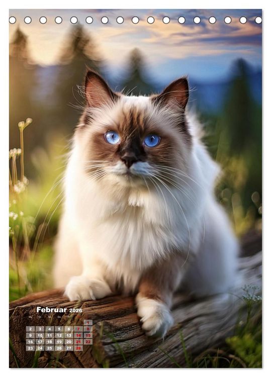 Produktbild: Pfotenabenteuer - Ragdolls in der Natur (Tischkalender 2026 DIN A5 hoch), CALVENDO Monatskalender