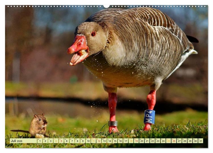 Produktbild: Lustig und verr&uuml;ckt - der ganz andere Tierkalender (Wandkalender 2026 DIN A2 quer), CALVENDO Monatskalender