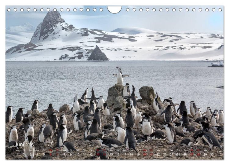Produktbild: Antarktis, die eisige Heimat der Pinguine (Wandkalender 2026 DIN A4 quer), CALVENDO Monatskalender