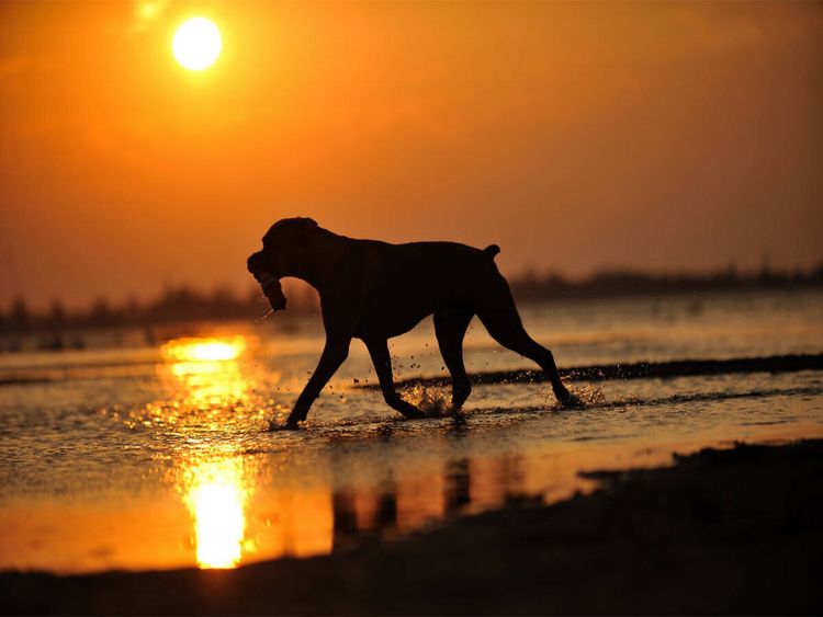 Produktbild: CALVENDO Puzzle Boxer im Sonnenuntergang | 1000 Teile Lege-Gr&ouml;&szlig;e 64 &times; 48 cm Foto-Puzzle f&uuml;r gl&uuml;ckliche Stunden
