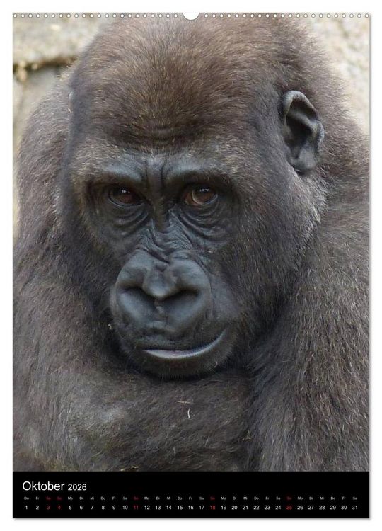 Produktbild: Gorillas (hochwertiger Premium Wandkalender 2026 DIN A2 hoch), Kunstdruck in Hochglanz