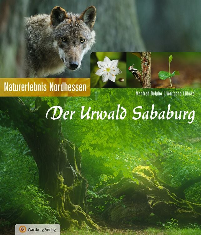 Bild vom Artikel Der Urwald Sababurg - Naturerlebnis Nordhessen vom Autor Manfred Delpho