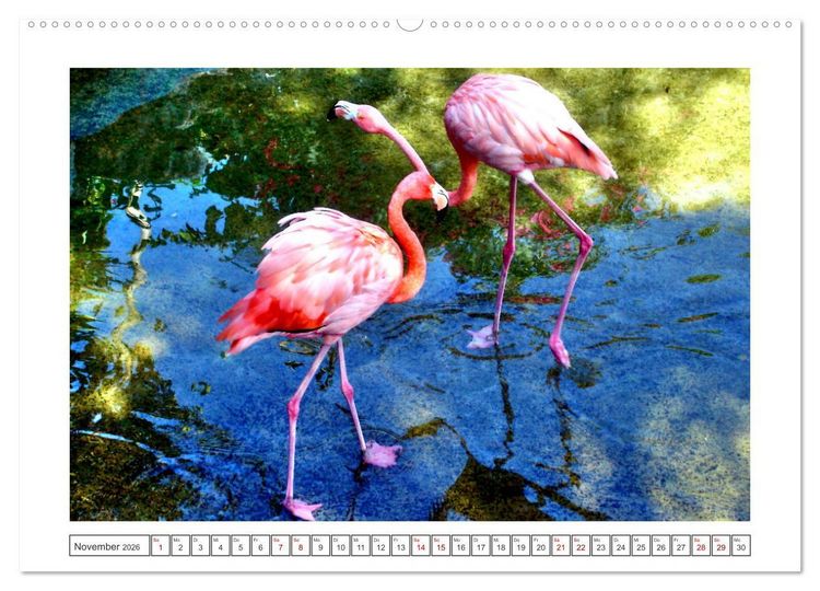Produktbild: Pretty Flamingos in Cuba (hochwertiger Premium Wandkalender 2026 DIN A2 quer), Kunstdruck in Hochglanz