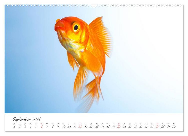 Produktbild: Goldy - mein Goldfisch (hochwertiger Premium Wandkalender 2026 DIN A2 quer), Kunstdruck in Hochglanz