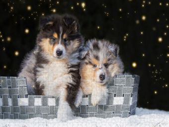 Produktbild: CALVENDO Puzzle Colliewelpen | 2000 Teile Lege-Gr&ouml;&szlig;e 90x67cm Foto-Puzzle f&uuml;r gl&uuml;ckliche Stunden