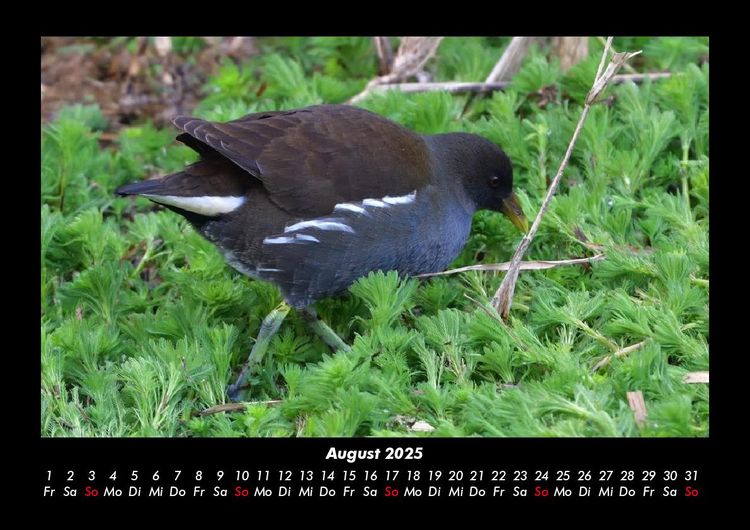 Produktbild: V&ouml;gel 2025 Fotokalender DIN A3