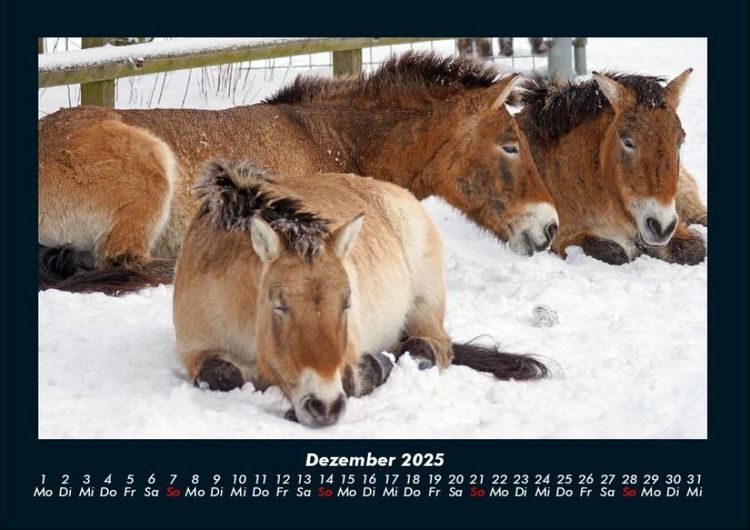 Produktbild: Die Welt der Pferde 2025 Fotokalender DIN A4