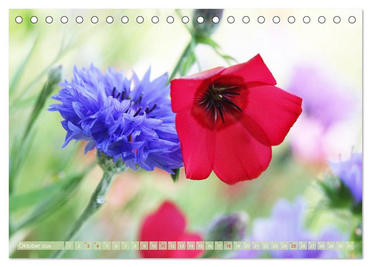 Produktbild: Wundersch&ouml;ne Wildblumen (Tischkalender 2026 DIN A5 quer), CALVENDO Monatskalender