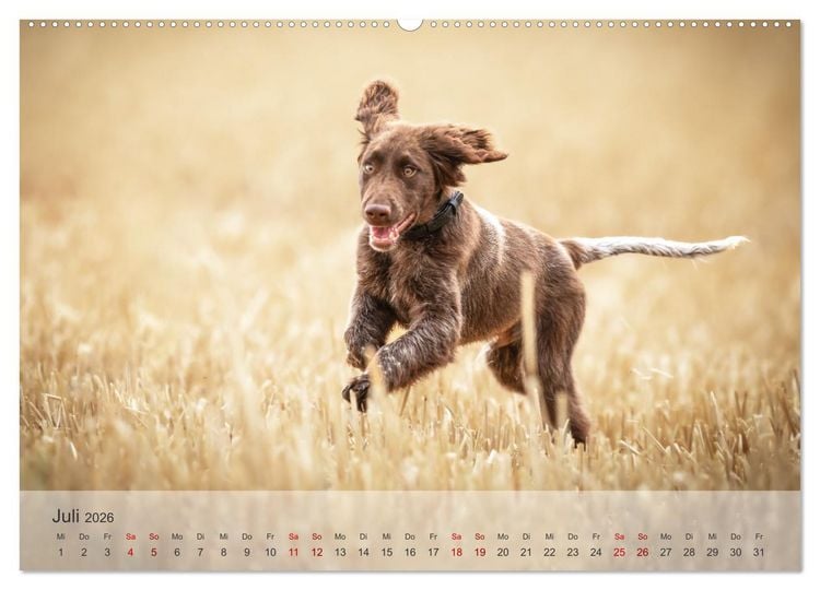 Produktbild: Der kleine M&uuml;nsterl&auml;nder (Wandkalender 2026 DIN A2 quer), CALVENDO Monatskalender