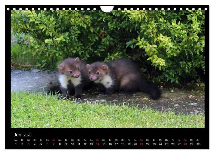Produktbild: Marderkinder (Wandkalender 2026 DIN A4 quer), CALVENDO Monatskalender