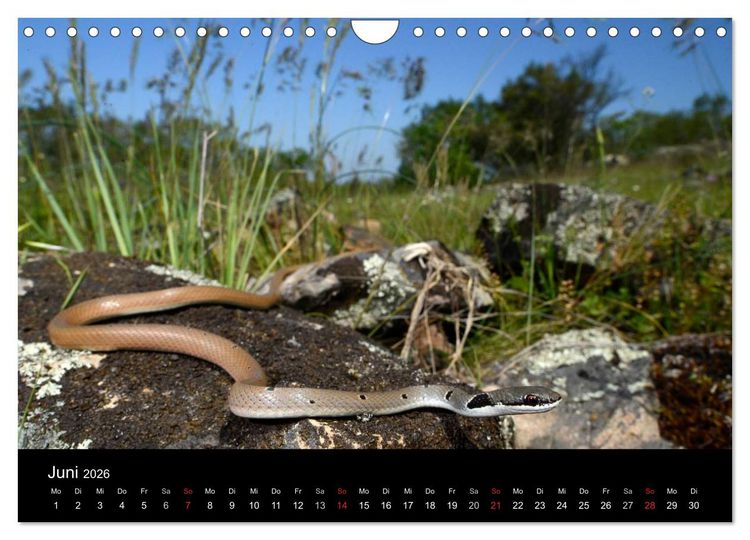 Produktbild: Schlangen (Wandkalender 2026 DIN A4 quer), CALVENDO Monatskalender