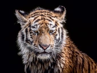 Produktbild: CALVENDO Puzzle Ein junger Tiger nach dem Wasserbad | 1000 Teile Lege-Gr&ouml;&szlig;e 64x48cm Foto-Puzzle f&uuml;r gl&uuml;ckliche Stunden