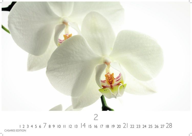 Produktbild: Flower Fantasy Kalender 2027 &ndash; Wandkalender | Fotokalender Naturkalender | Blumenkalender | 24x35cm - Wundersch&ouml;ne Blumenfotos in bestechender &Auml;sthetik