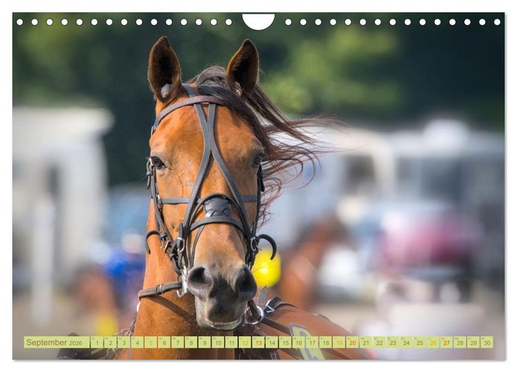 Produktbild: Rennpferde - Gesichter erz&auml;hlen (Wandkalender 2026 DIN A4 quer), CALVENDO Monatskalender