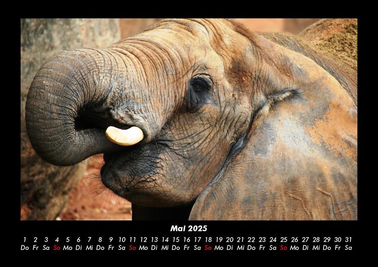 Produktbild: Der Elefantenkalender 2025 Fotokalender DIN A3