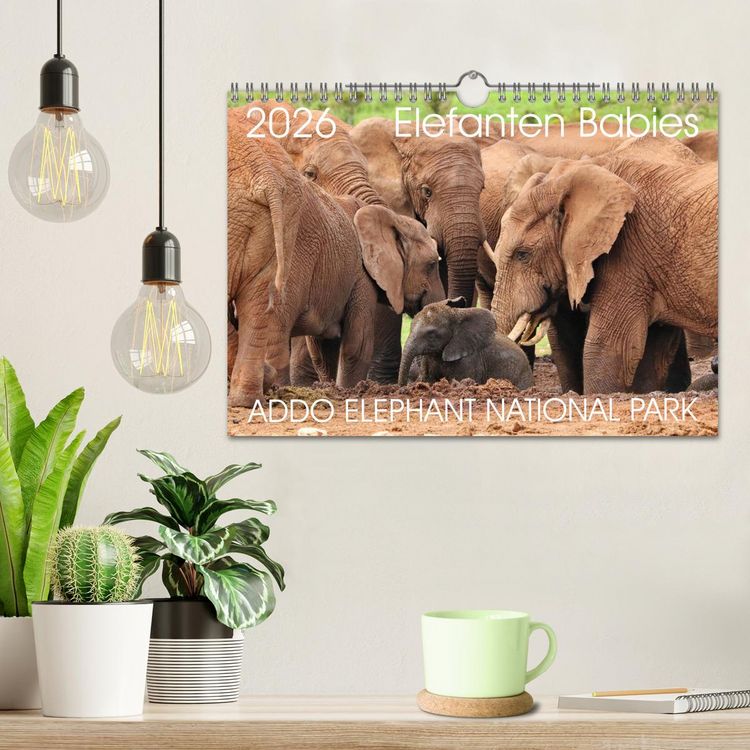 Produktbild: ADDO ELEPHANT NATIONAL PARK Elefanten Babies (Wandkalender 2026 DIN A4 quer), CALVENDO Monatskalender