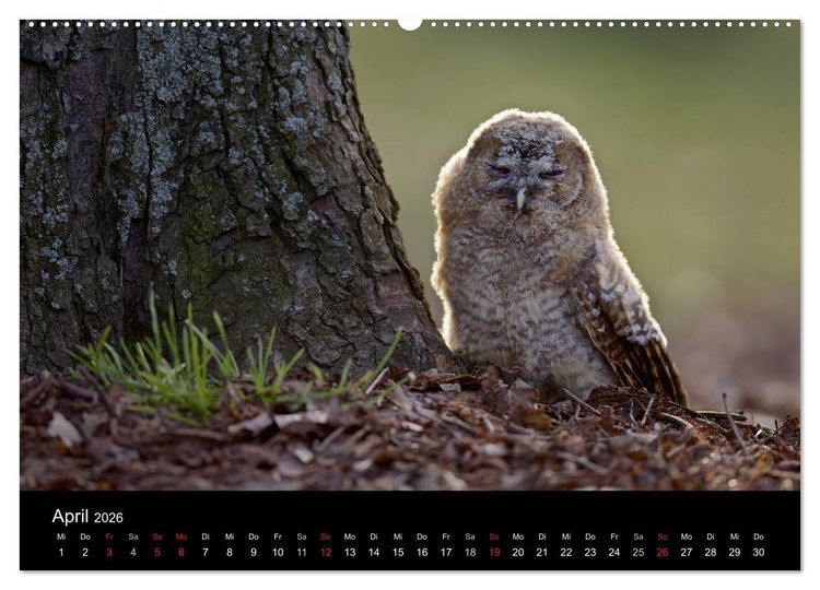 Produktbild: Waldk&auml;uze, fotografiert in M&uuml;nchen (Wandkalender 2026 DIN A2 quer), CALVENDO Monatskalender