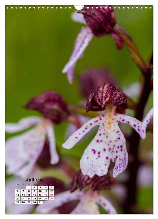 Produktbild: Zauber der Natur - Heimische Orchideen und Wiesenblumen (Wandkalender 2026 DIN A3 hoch), CALVENDO Monatskalender