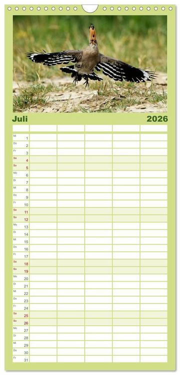 Produktbild: Familienplaner 2026 - Der Wiedehopf mit 5 Spalten (Wandkalender, 21 x 45 cm) CALVENDO