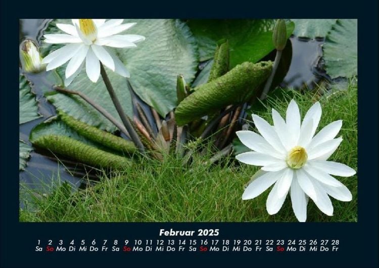 Produktbild: Rosentraum 2025 Fotokalender DIN A4