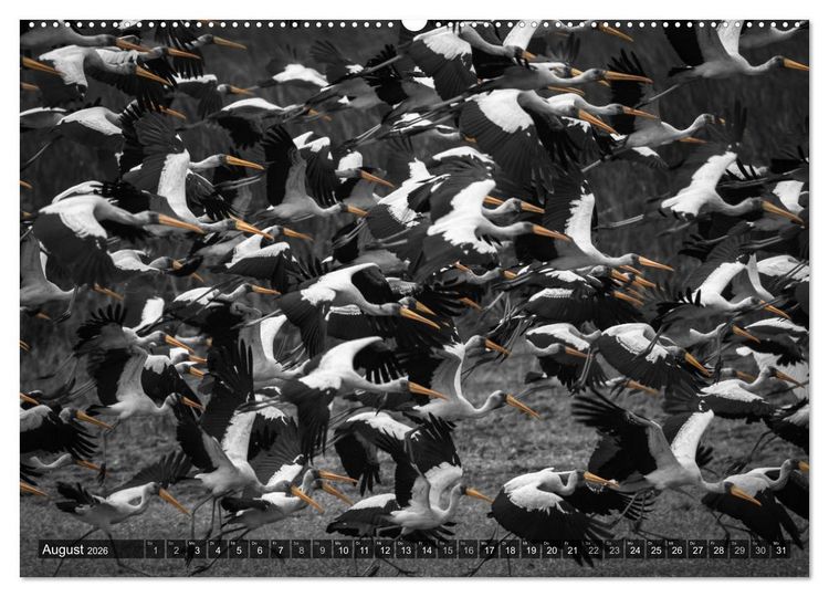 Produktbild: spotlight tansania (hochwertiger Premium Wandkalender 2026 DIN A2 quer), Kunstdruck in Hochglanz
