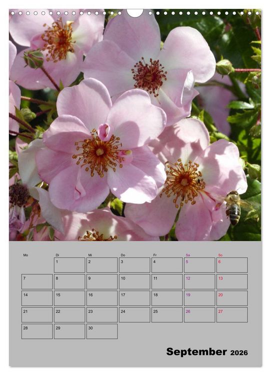 Produktbild: Rosen - Symbol der Liebe und Verehrung (Wandkalender 2026 DIN A3 hoch), CALVENDO Monatskalender