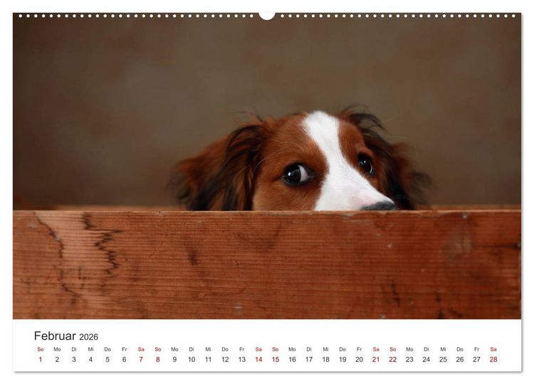 Produktbild: Welpenblicke (hochwertiger Premium Wandkalender 2026 DIN A2 quer), Kunstdruck in Hochglanz