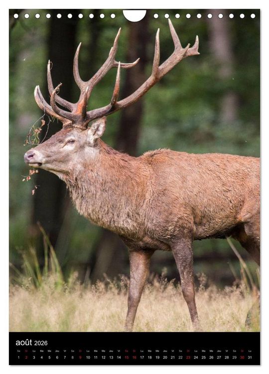 Produktbild: LE CERF EN FRANCE (Calendrier mural 2026 DIN A4 horizontal), CALVENDO calendrier mensuel