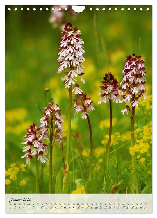 Produktbild: Florale Meisterwerke der Natur (Wandkalender 2026 DIN A4 hoch), CALVENDO Monatskalender