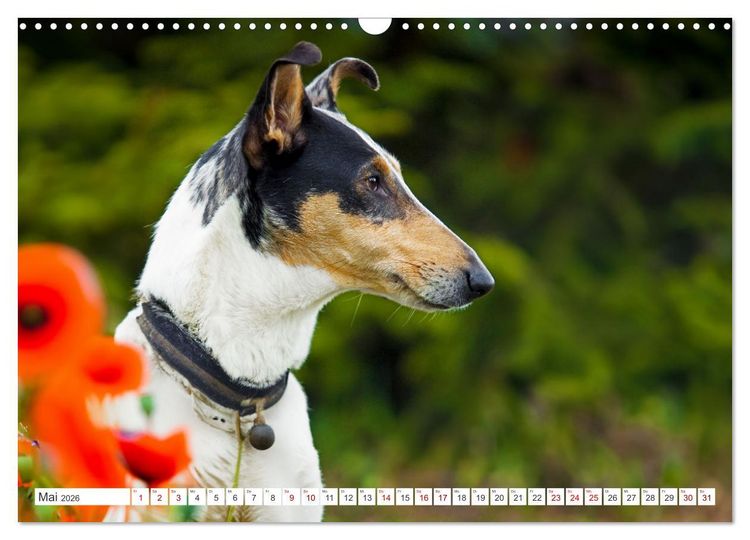 Produktbild: Ein Freund f&uuml;rs Leben - Smooth Collie (Wandkalender 2026 DIN A3 quer), CALVENDO Monatskalender