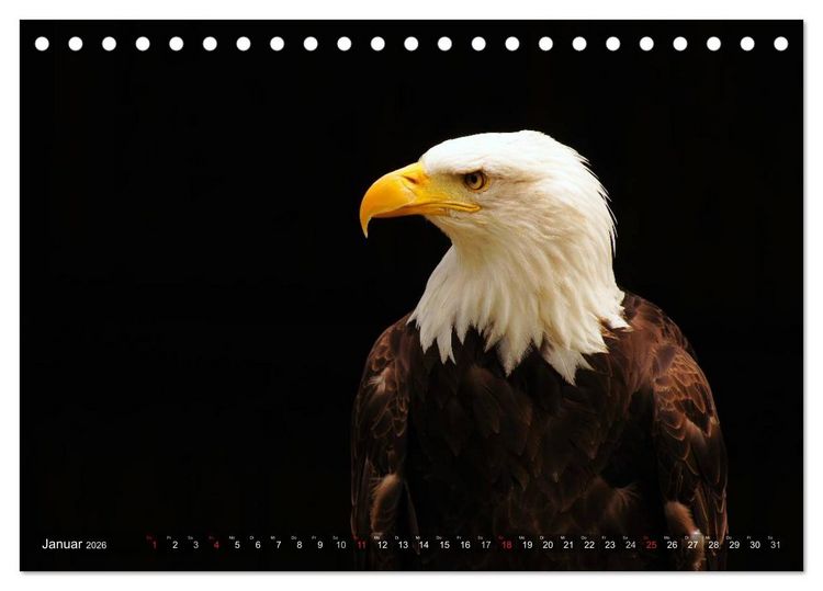 Produktbild: Faszination Greifv&ouml;gel Schnelle J&auml;ger (Tischkalender 2026 DIN A5 quer), CALVENDO Monatskalender
