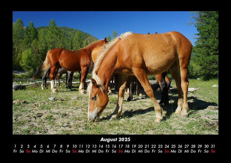 Produktbild: Pferde Kalender 2025 Fotokalender DIN A3