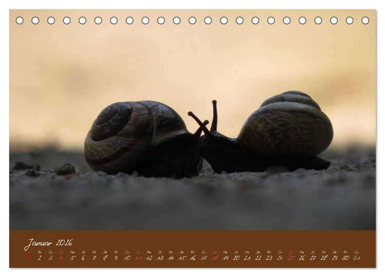 Produktbild: Ganz langsam im Schneckentempo durch's Jahr (Tischkalender 2026 DIN A5 quer), CALVENDO Monatskalender