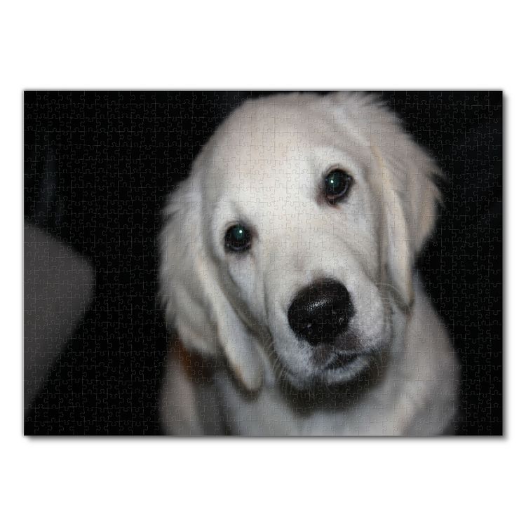 Produktbild: Lais Puzzle Golden Retriever 1000 Teile