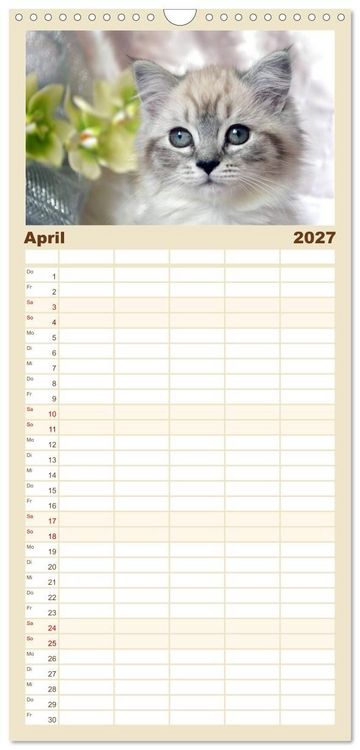 Produktbild: Familienplaner 2027 - Katzen im Portr&auml;t / Geburtstagskalender mit 5 Spalten (Wandkalender, 21 x 45 cm) CALVENDO