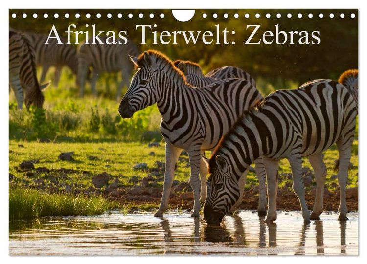 Produktbild: Afrikas Tierwelt: Zebras (Wandkalender 2026 DIN A4 quer), CALVENDO Monatskalender