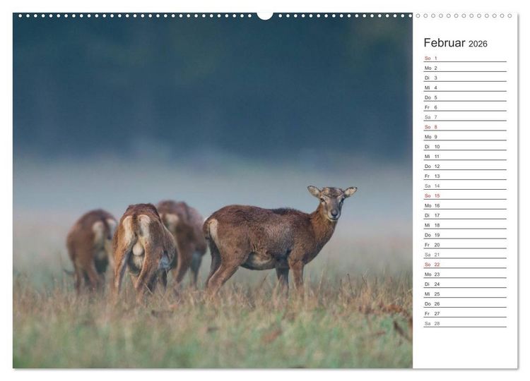 Produktbild: Emotionale Momente: Muffelwild. (hochwertiger Premium Wandkalender 2026 DIN A2 quer), Kunstdruck in Hochglanz