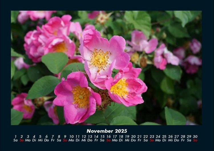 Produktbild: Rosentraum 2025 Fotokalender DIN A4