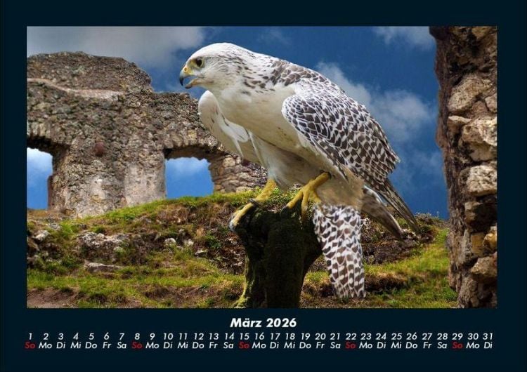 Produktbild: Vogelparadies 2026 Fotokalender DIN A4