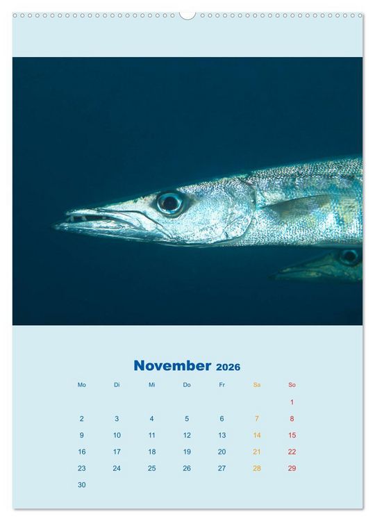 Produktbild: Portraitaufnahmen - Fische (hochwertiger Premium Wandkalender 2026 DIN A2 hoch), Kunstdruck in Hochglanz