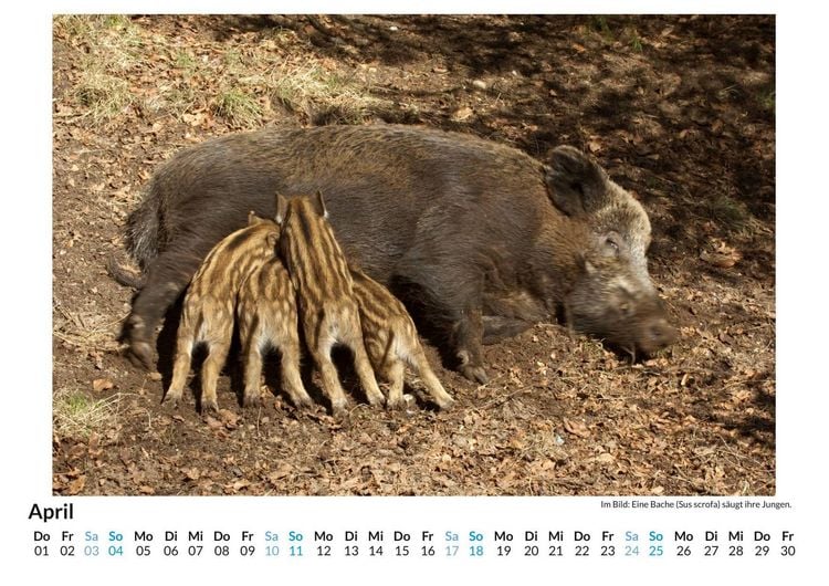 Produktbild: Jagd auf Wildschweine