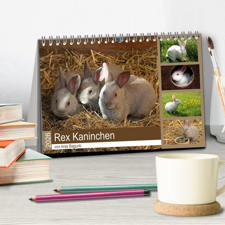 Produktbild: Rex - Kaninchen (Tischkalender 2026 DIN A5 quer), CALVENDO Monatskalender