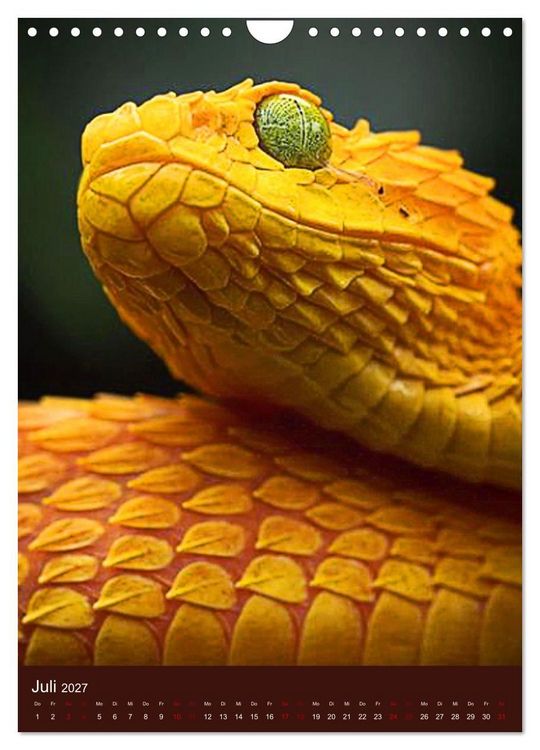 Produktbild: The Power Of Snake (Wandkalender 2027 DIN A4 hoch), CALVENDO Monatskalender