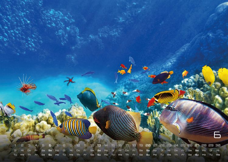 Produktbild: Sealife - verborgene Tiefen - 2027 - Kalender DIN A3