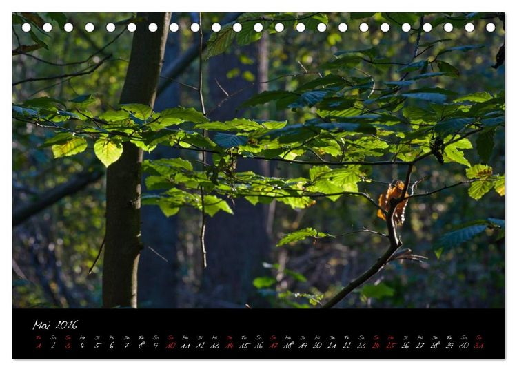 Produktbild: Wald (Tischkalender 2026 DIN A5 quer), CALVENDO Monatskalender