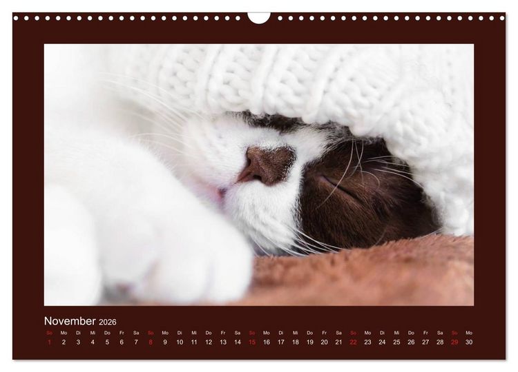 Produktbild: Britisch Kurzhaar Katzen - Poesie f&uuml;rs Auge (Wandkalender 2026 DIN A3 quer), CALVENDO Monatskalender