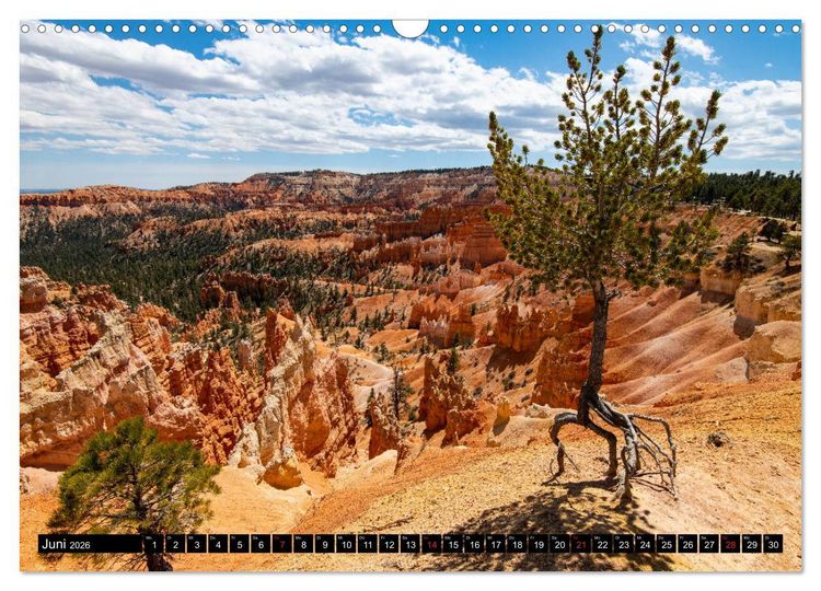 Produktbild: B&auml;ume in der Welt (Wandkalender 2026 DIN A3 quer), CALVENDO Monatskalender