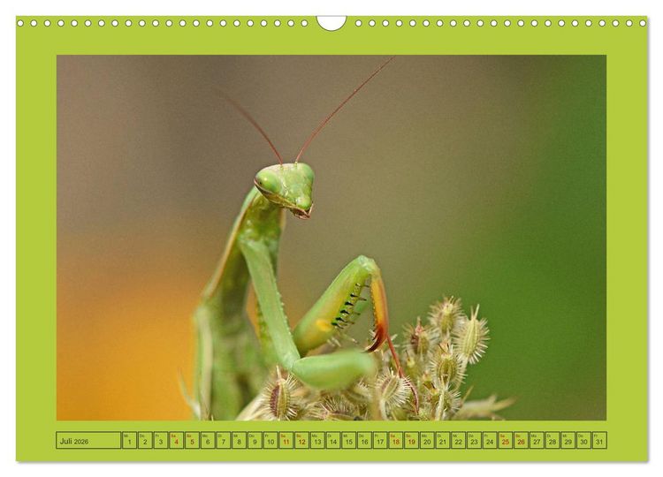 Produktbild: Die Gottesanbeterin Mantis Religiosa (Wandkalender 2026 DIN A3 quer), CALVENDO Monatskalender