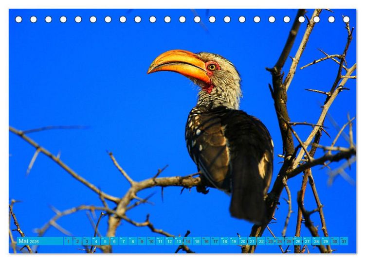 Produktbild: Botswana- Pirschfahrt mit Garantie auf Wildlife (Tischkalender 2026 DIN A5 quer), CALVENDO Monatskalender